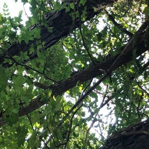 Meet your Posher, Tracy